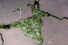 Marchantia polymorpha ruderalis