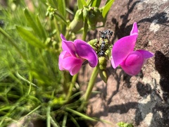 Sphenostylis angustifolia