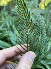 Struthiopteris spicant