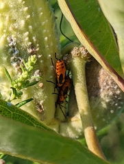 Oncopeltus fasciatus