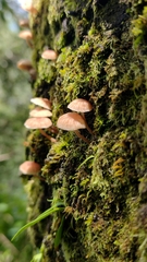 Mycena corticola