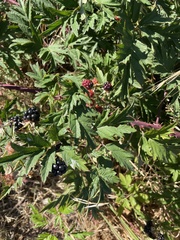 Rubus laciniatus
