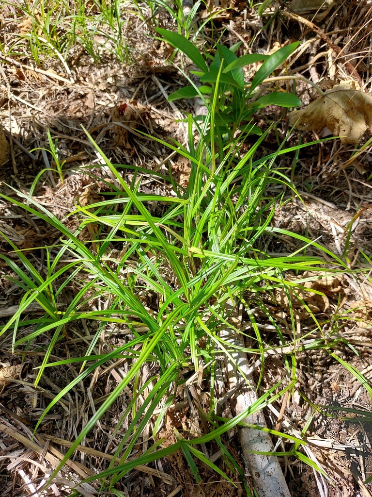 Cyperus Nutans From 台灣台東縣 On August 26, 2022 At 09:26 Am By 胡正恆(jackson 