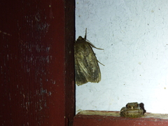 Amphipyra tragopoginis