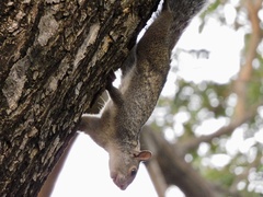Sciurus yucatanensis