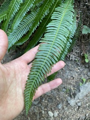 Struthiopteris spicant
