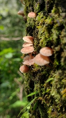 Mycena corticola