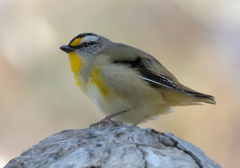 Pardalotus striatus