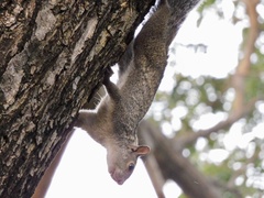 Sciurus yucatanensis