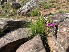 Sphenostylis angustifolia
