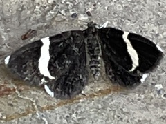 Trichodezia albovittata