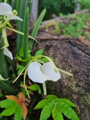 Brassavola nodosa