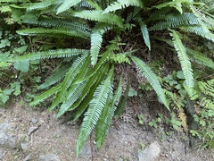 Struthiopteris spicant