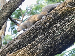 Sciurus yucatanensis