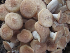 Physalacriaceae