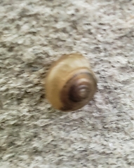 Ventridens ligera