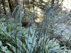 Struthiopteris spicant