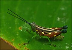 Syntomacris guttulosa