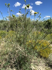 Hymenothrix dissecta