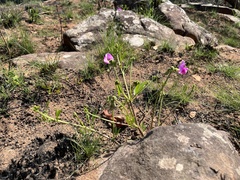 Sphenostylis angustifolia