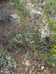 Eriogonum microtheca simpsonii