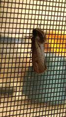 Acrolophus popeanella