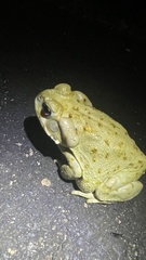 Incilius alvarius