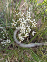 Eriogonum microtheca simpsonii