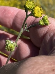 Hymenothrix dissecta