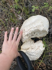 Calvatia booniana