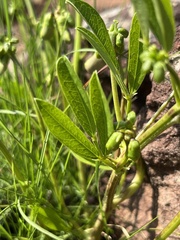 Sphenostylis angustifolia