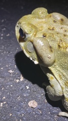 Incilius alvarius