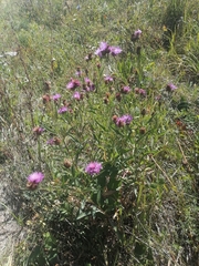 Centaurea jacea