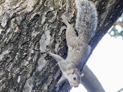 Sciurus yucatanensis