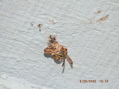 Mischocyttarus mexicanus