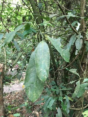 Turpinia ternata