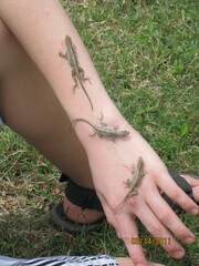 Anolis