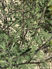 Hymenothrix dissecta