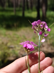 Dianthus andrzejowskianus