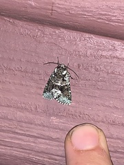 Lacinipolia explicata