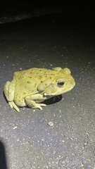 Incilius alvarius