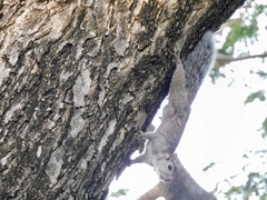 Sciurus yucatanensis