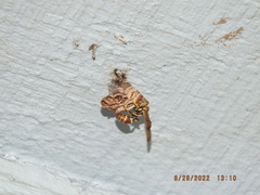 Mischocyttarus mexicanus