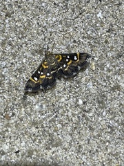 Diathrausta harlequinalis