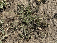 Bouteloua barbata barbata