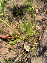 Sphenostylis angustifolia