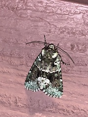 Lacinipolia explicata