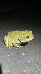 Incilius alvarius