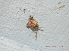 Mischocyttarus mexicanus