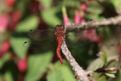 Sympetrum pallipes